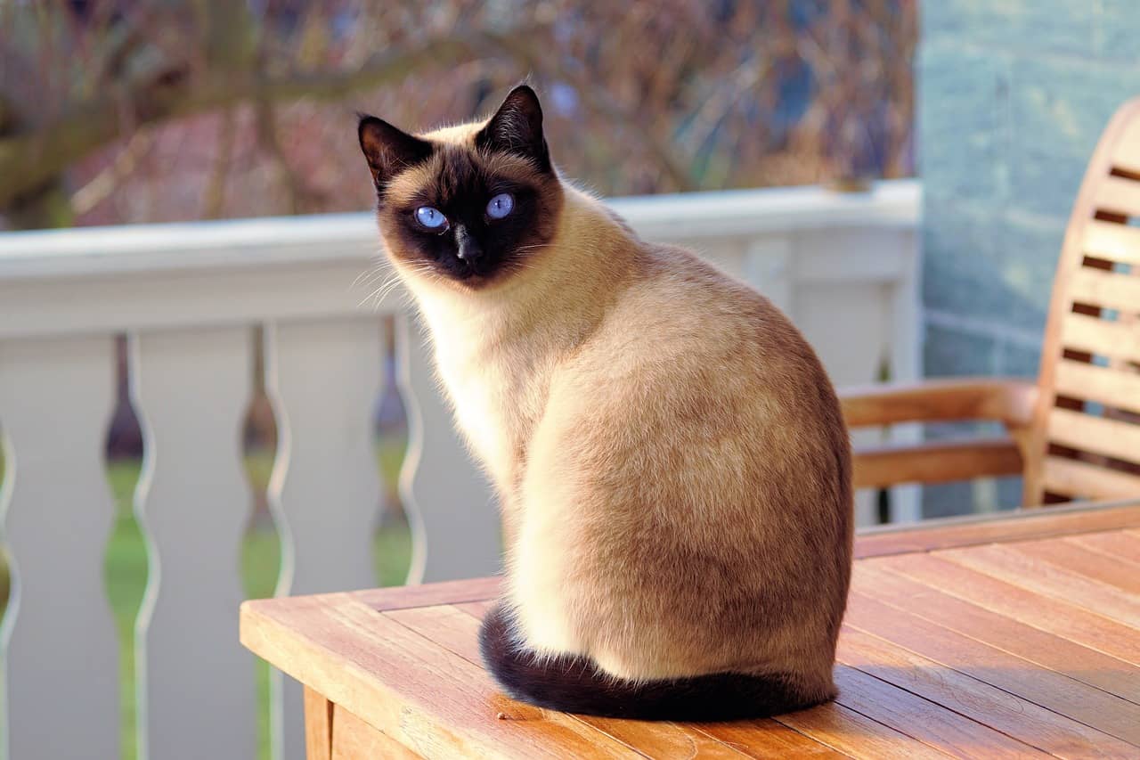 What to Feed a Sick Cat That Won't Eat